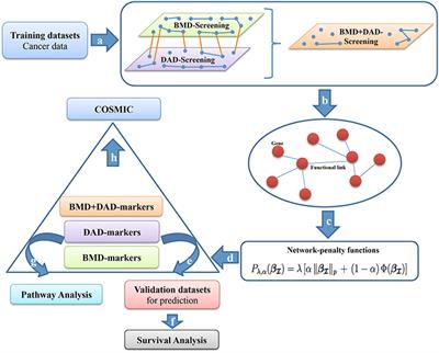 Combining Pathway Identification and Breast Cancer Survival Prediction via Screening-Network Methods